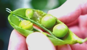 Researchers' Plea for Increased Pea Planting